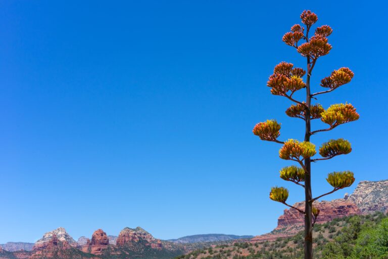 Agave victoriae-reginae in landscape