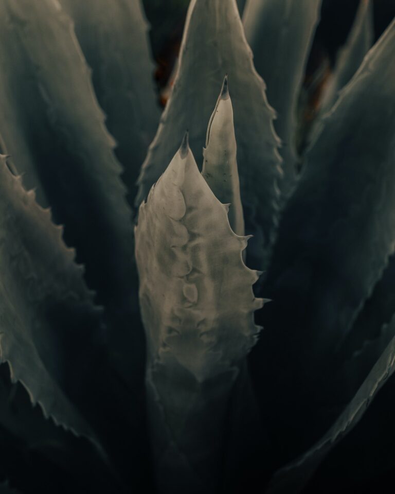 Aloe Albida, a spiky African succulent plant