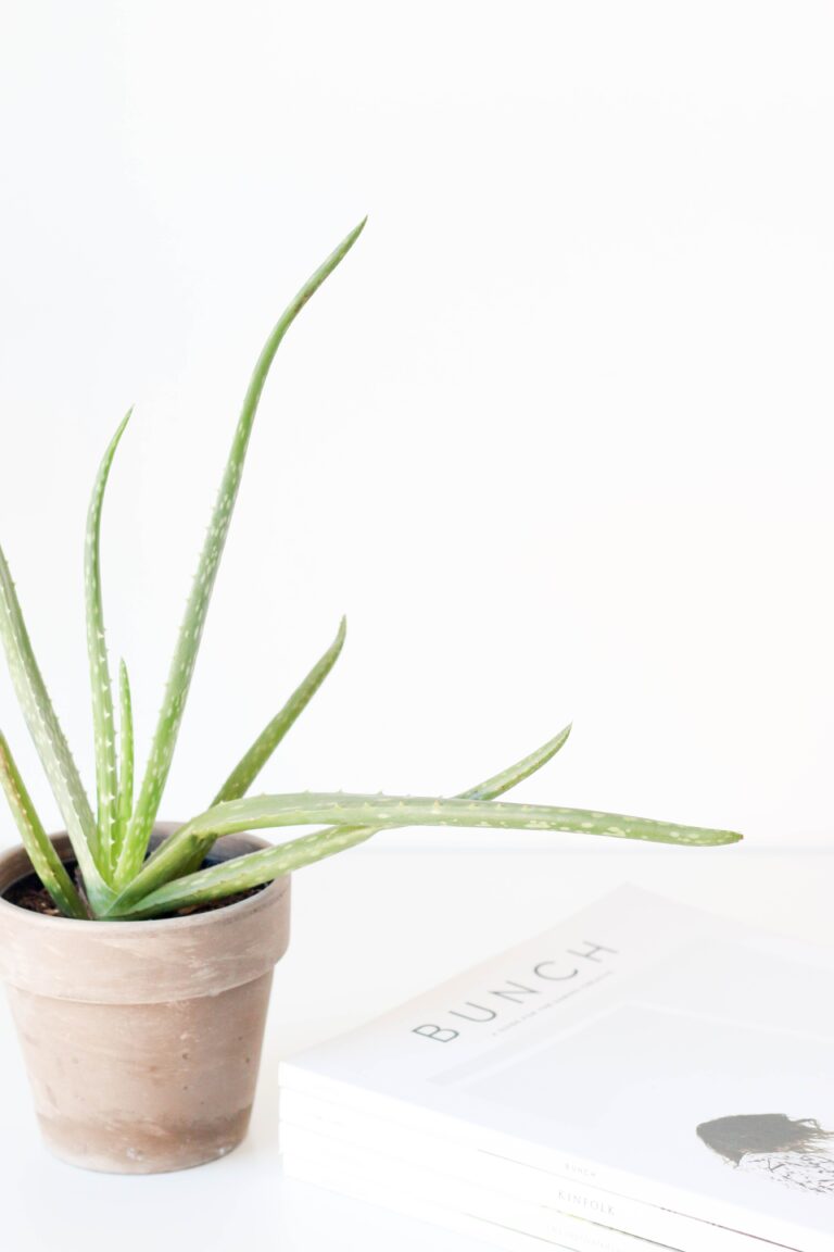 Aloe Albida plant on a brown ceramic pot