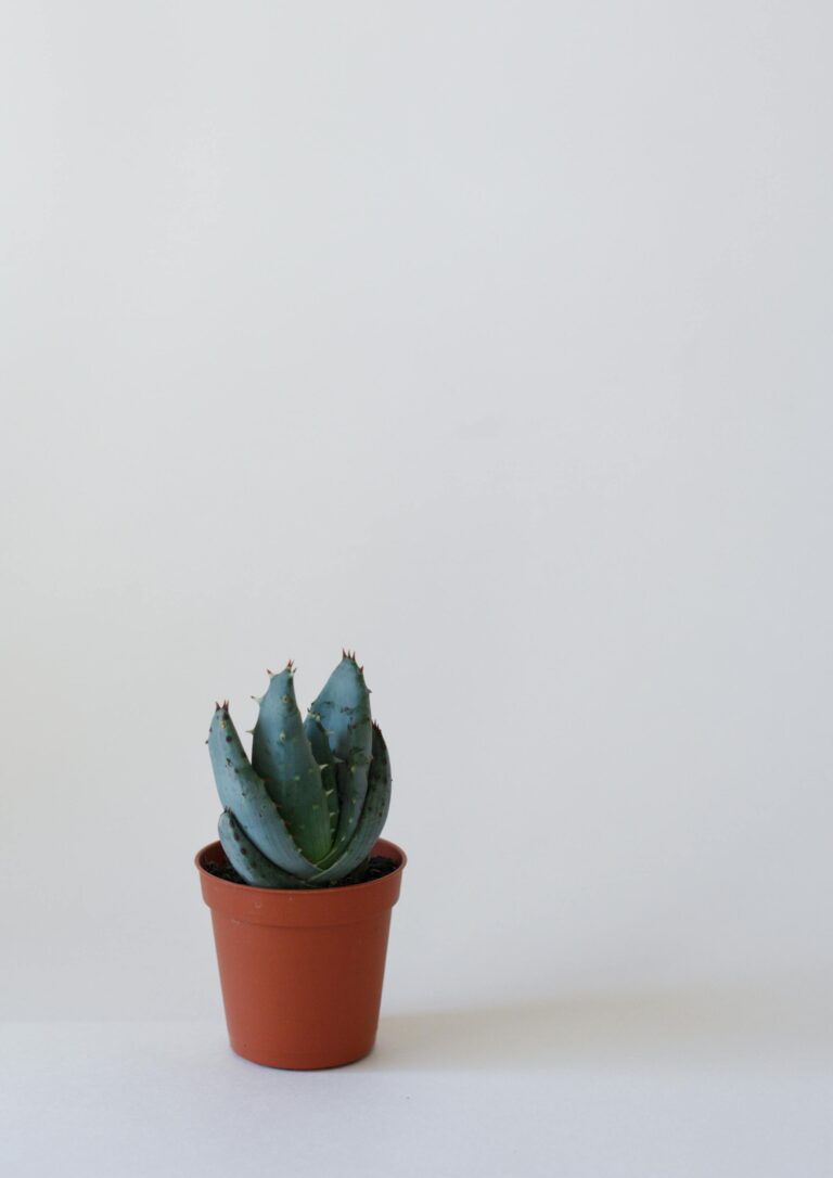 Aloe Arenicola thriving in its natural habitat