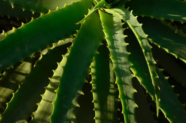 Aloe Vera History