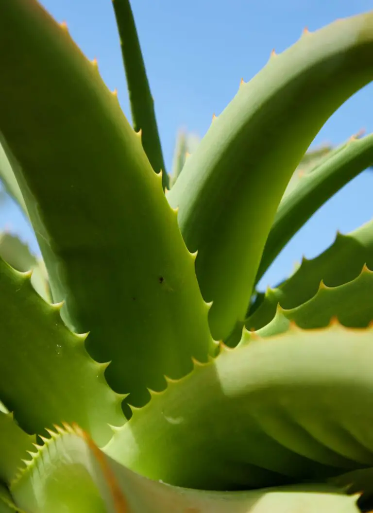 Aloe aculeata - A prickly succulent plant with healing powers