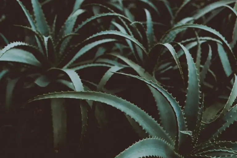 Aloe africana, a green succulent plant