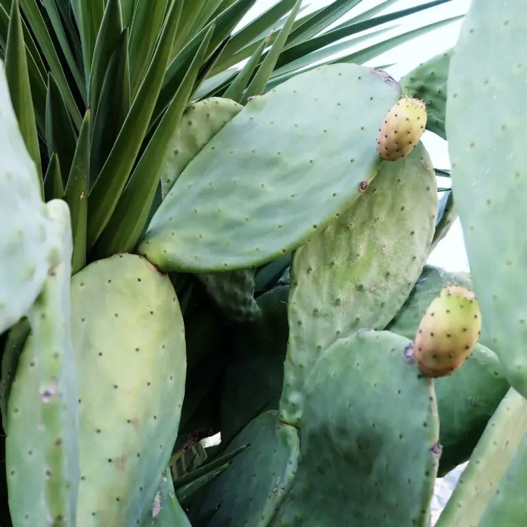 Aloe africana in its natural habitat