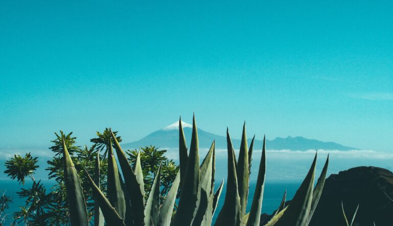 Aloe africana plant