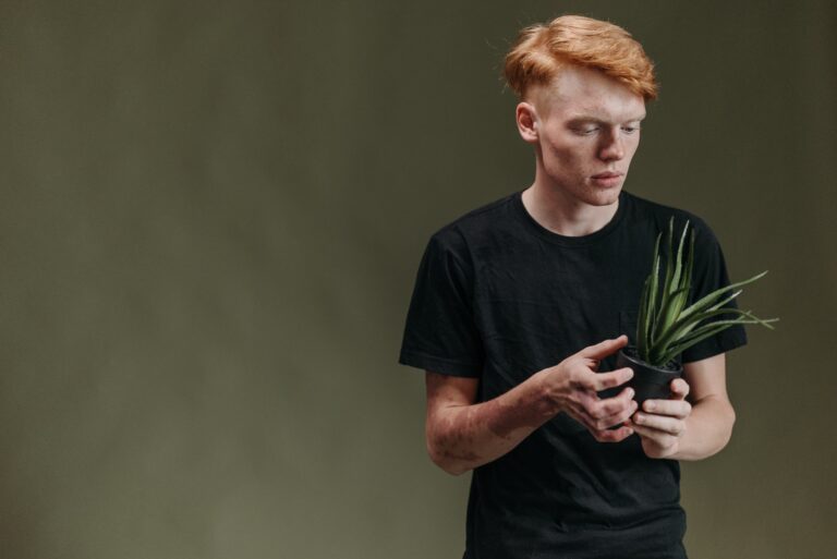 Aloe albida being inspected by a man