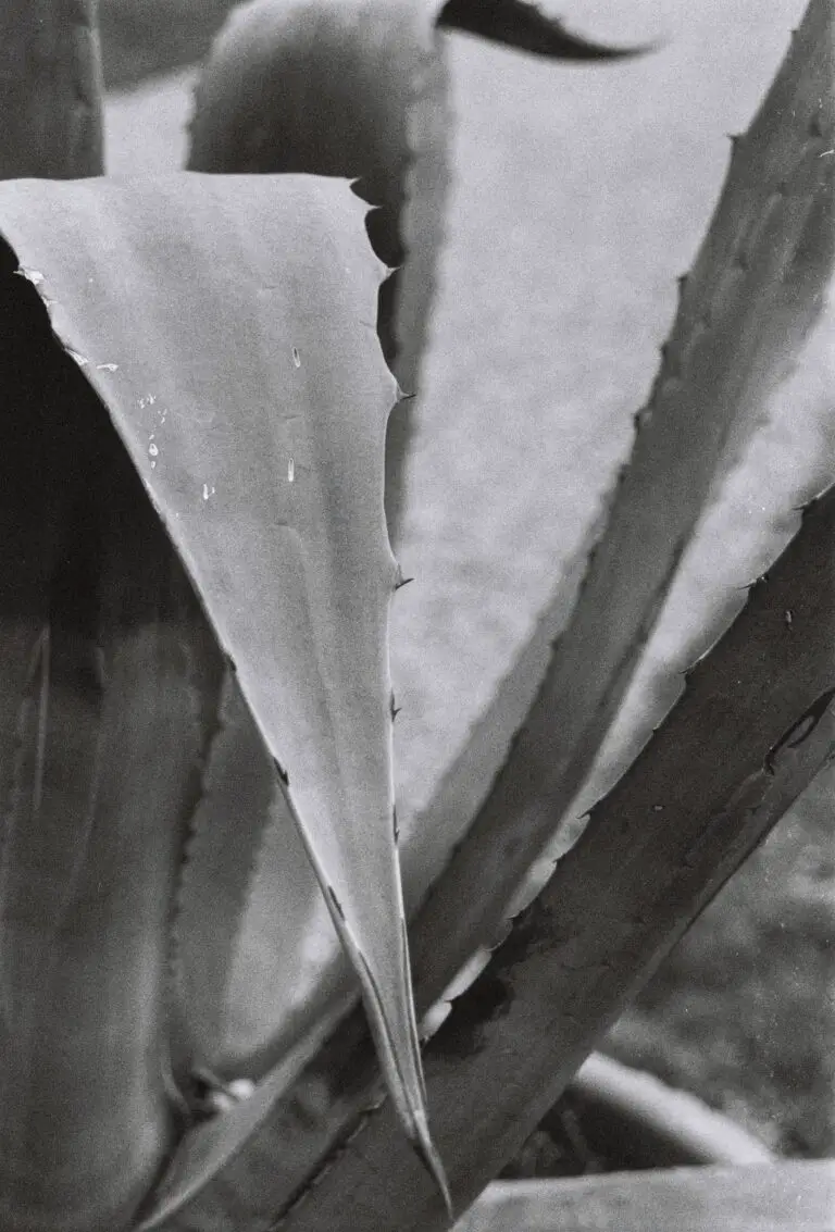 Aloe albida plant