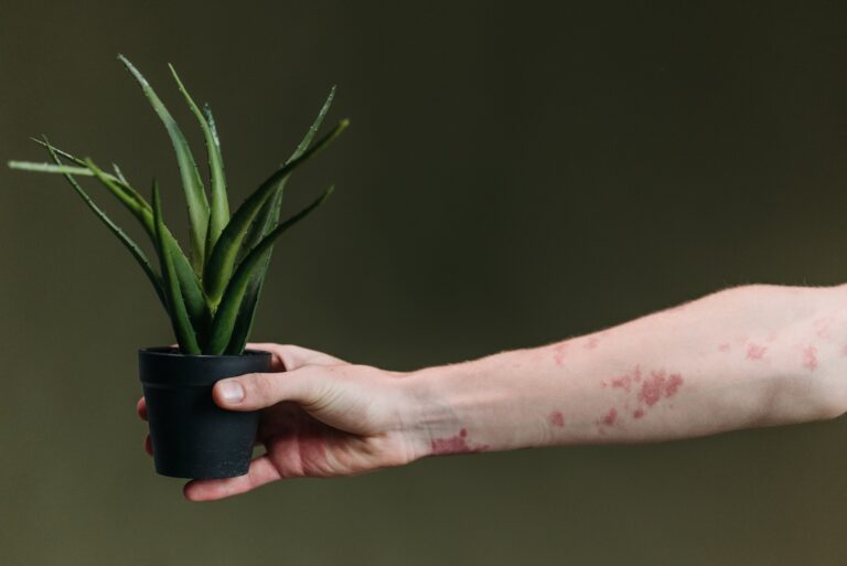 Aloe albiflora in person's hand