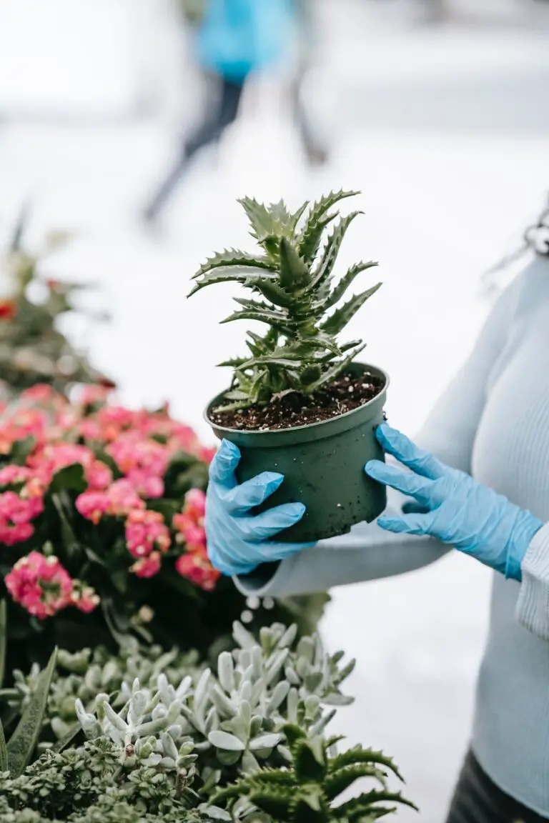 Aloe albiflora in the hands of an admirer