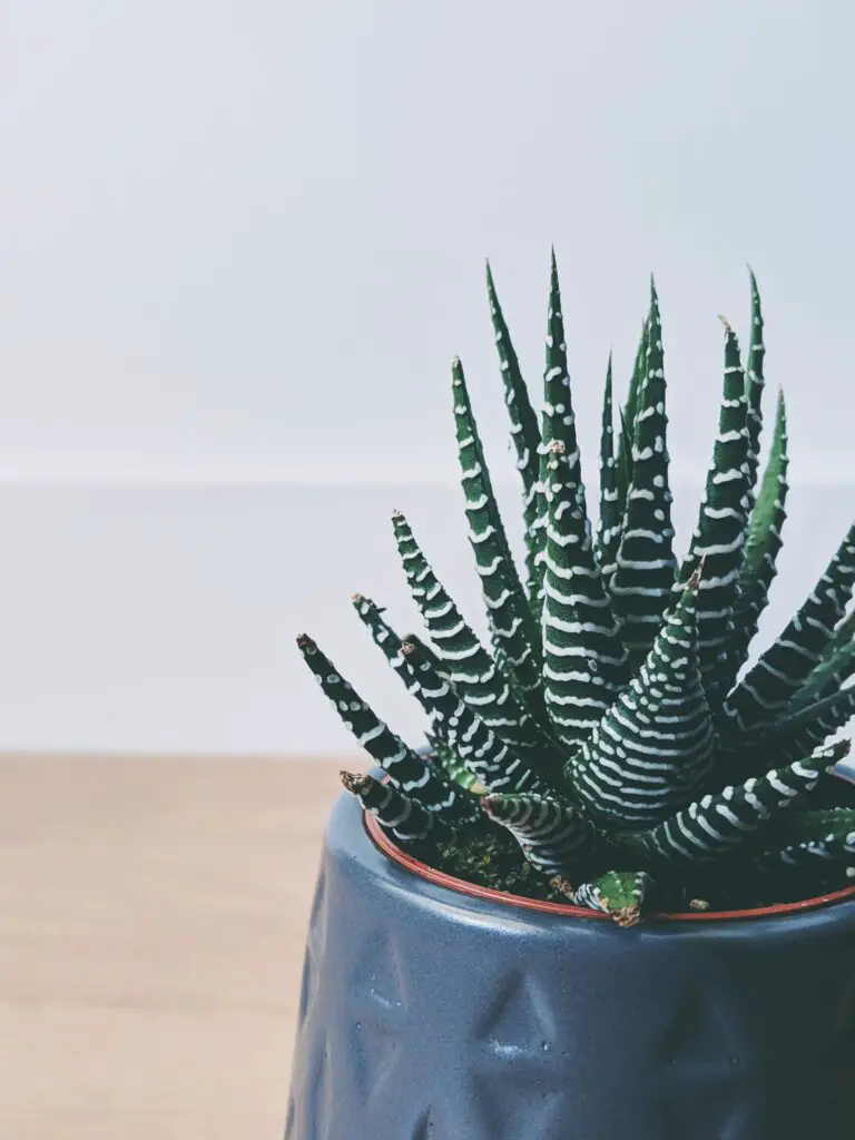 Aloe arborescens, a lush green plant