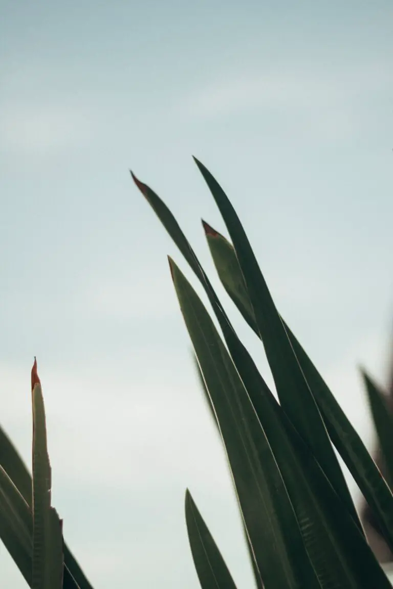 Aloe arborescens and Aloe vera plants comparison