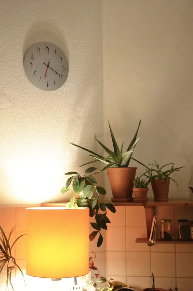 Aloe arborescens growing in pots at home