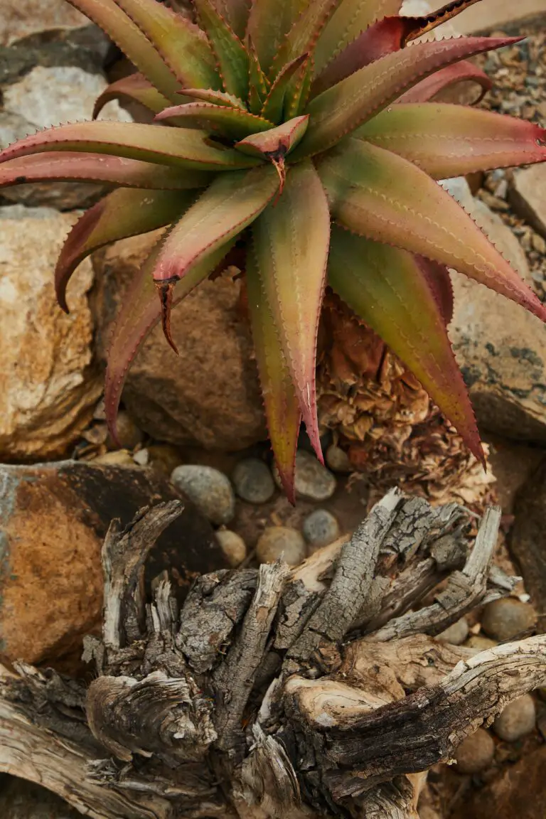 Aloe arenicola growing neatly among stones and dry branches