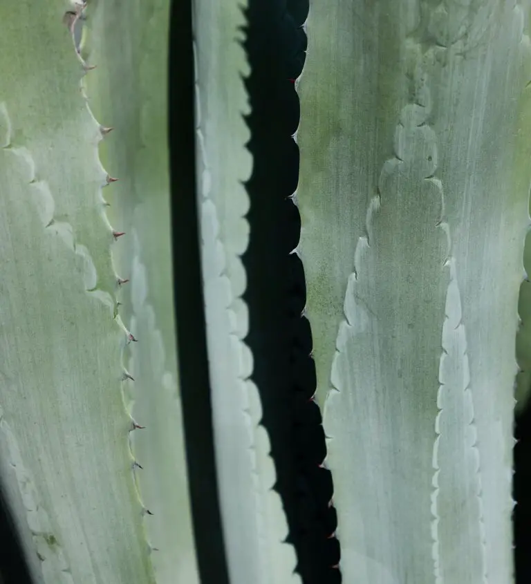 Aloe arenicola in native habitat