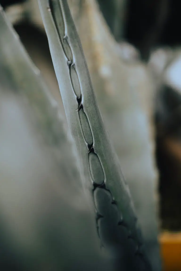 Aloe argenticauda Leaf in Close Up