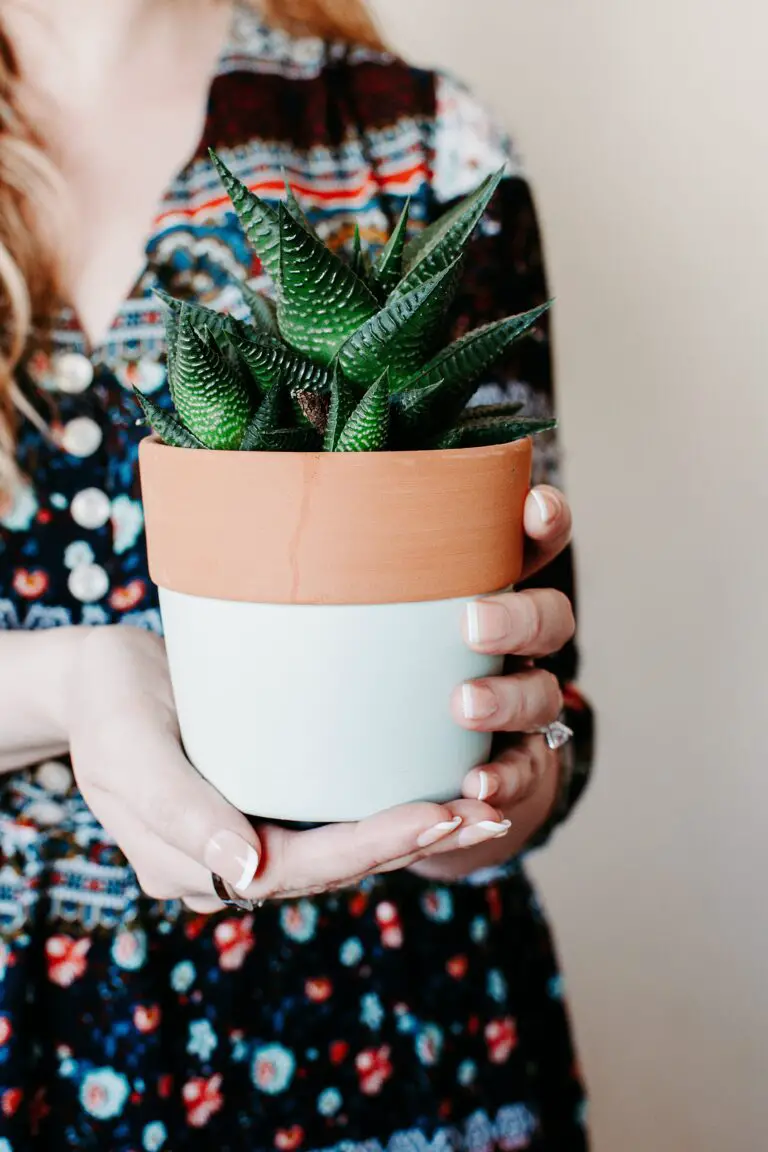 Aloe argenticauda: a Unrecognizable Woman Holding Green Succulent Plant in Pot