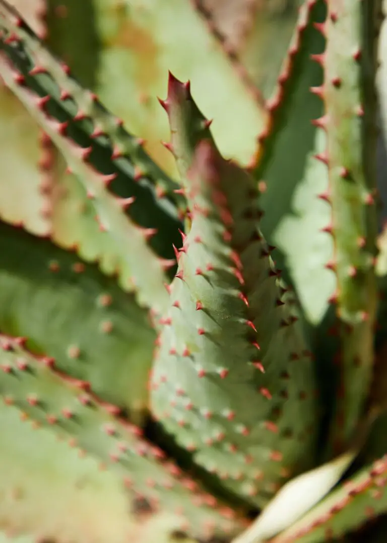 Aloe argenticauda, green succulent plant with sharp prickles on pointed leaves