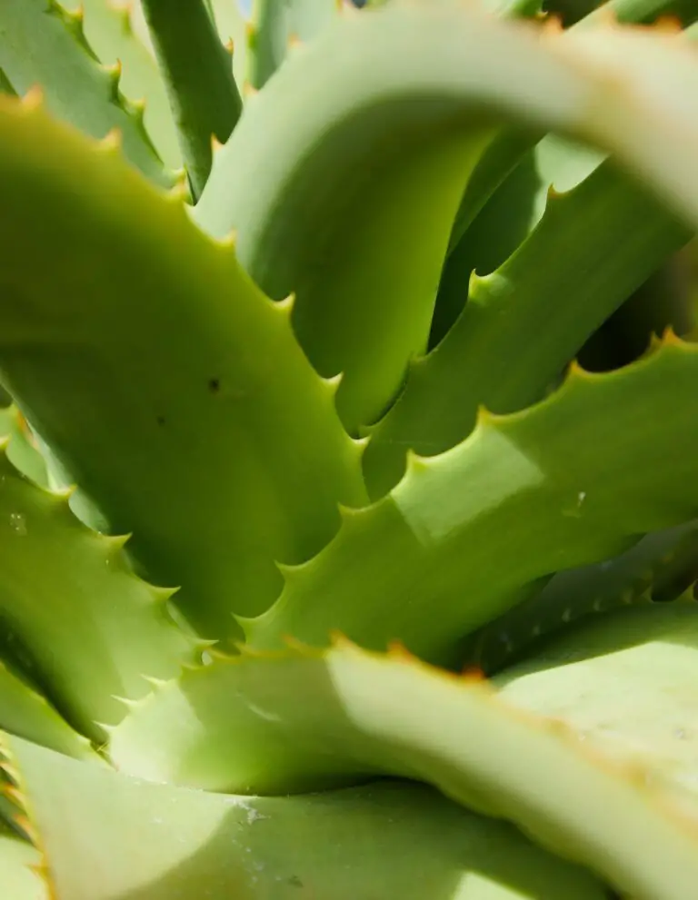 Aloe argenticauda plant showcasing unique silver-blue leaves