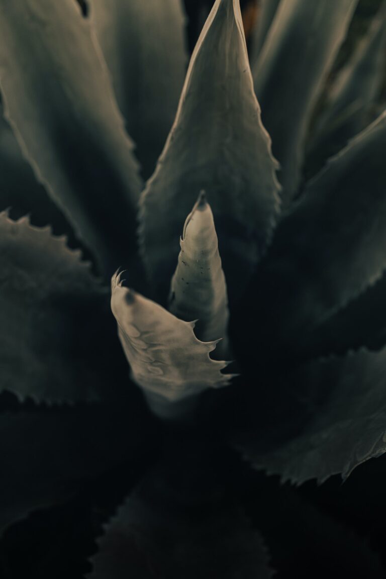 Aloe bakeri growing lush and vibrant in a garden setting