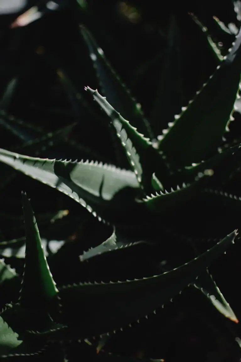 Aloe bakeri plant, Spiky Leaves of a Succulent Plant