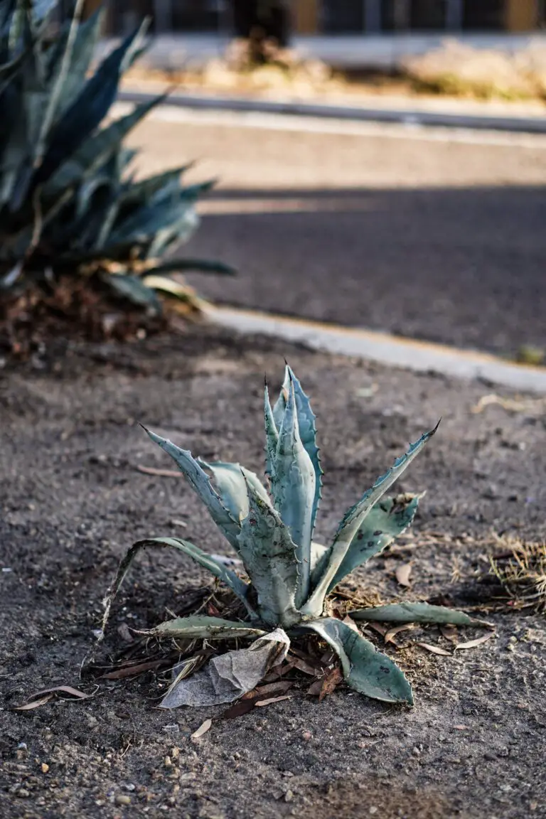 Aloe bakeri plant among various Aloe species