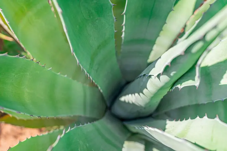 Aloe bakeri plant in close up photography