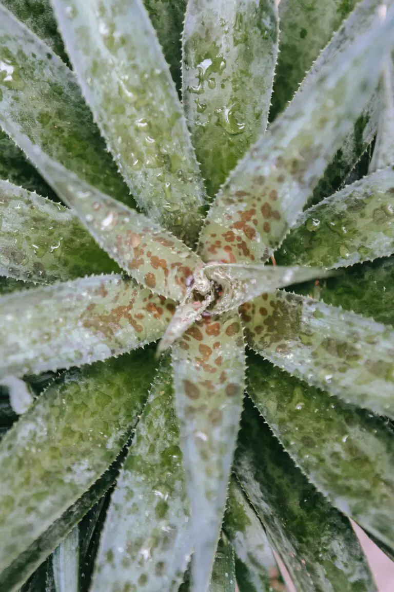 Aloe ferox plant, a potent wonder of nature