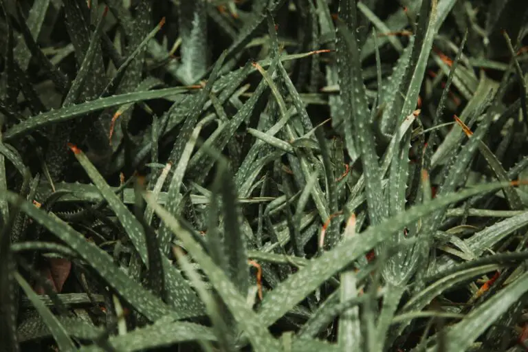 Aloe vera, a green plant with sharp edges of pointed leaves growing in a botanical garden, known for its health benefits