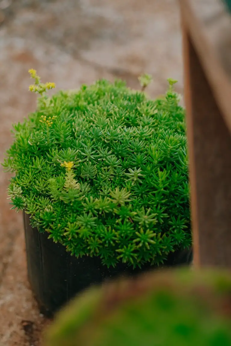 Ball-Shaped Sedum varieties in a Flowerpot