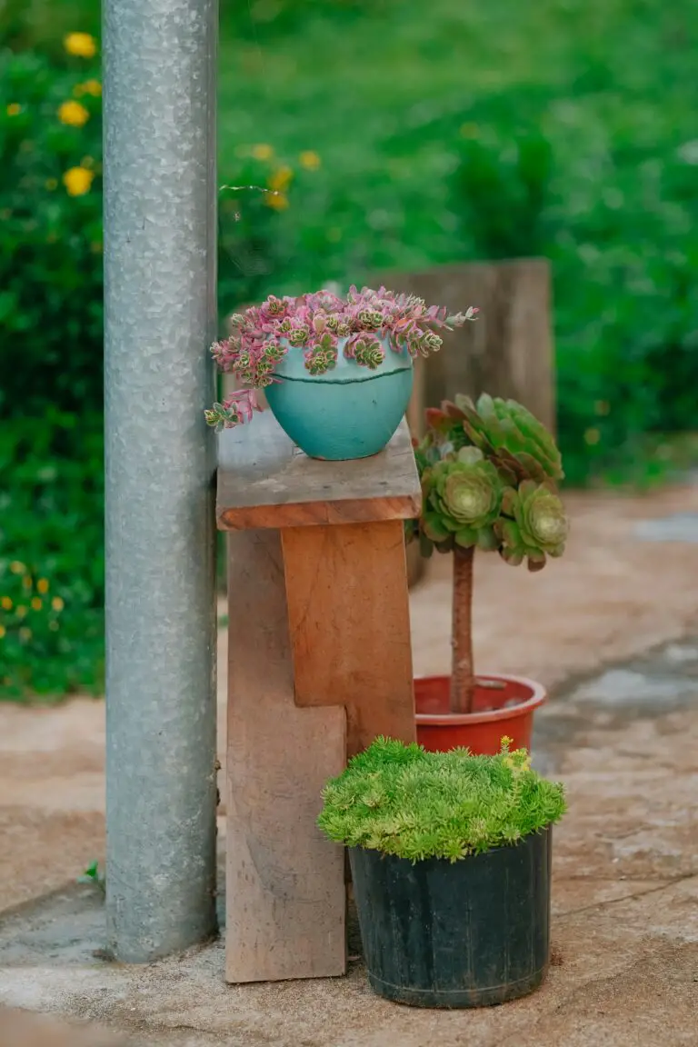 Beautiful Sedum Palmeri in garden pots