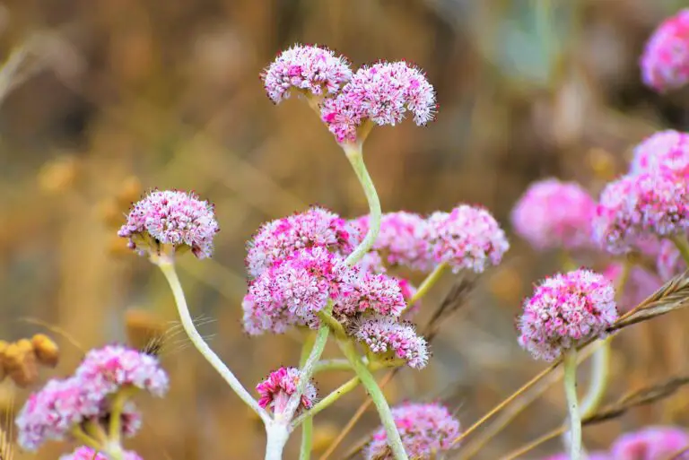 Blossoming Sedum Acre Flowers