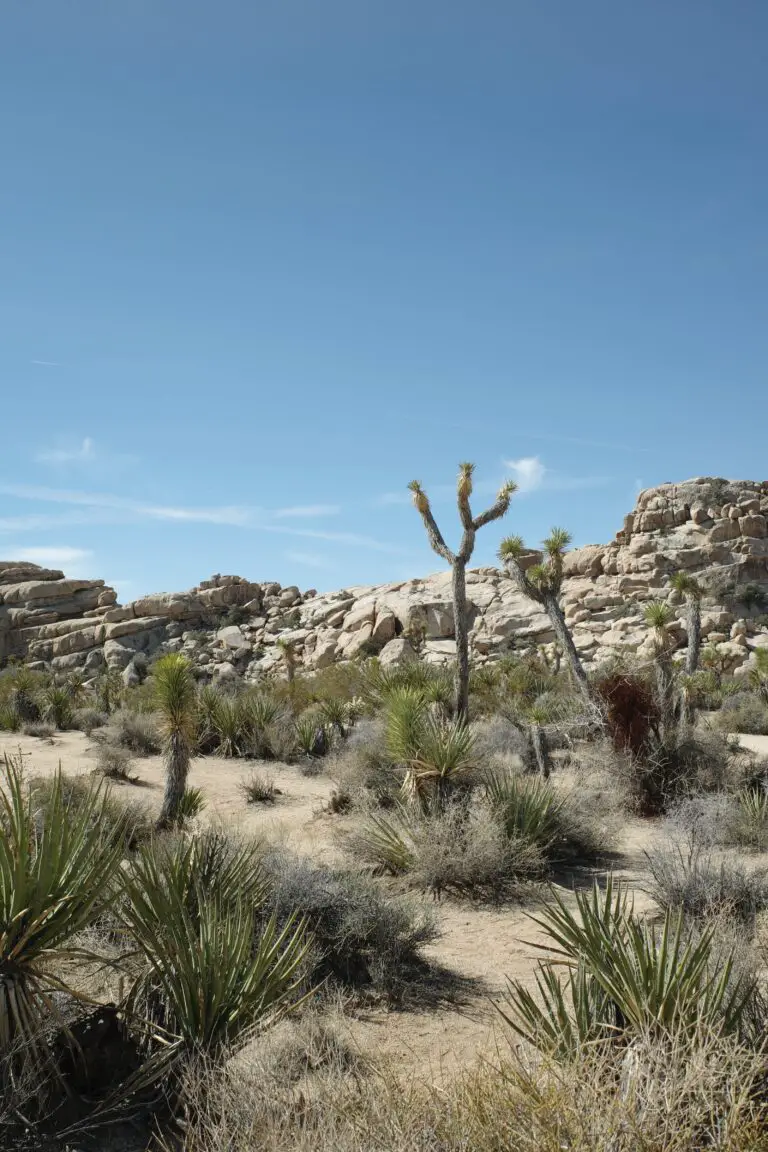 Cacti and tropical flora thriving in desert, a natural habitat signifying do succulents like acidic soil