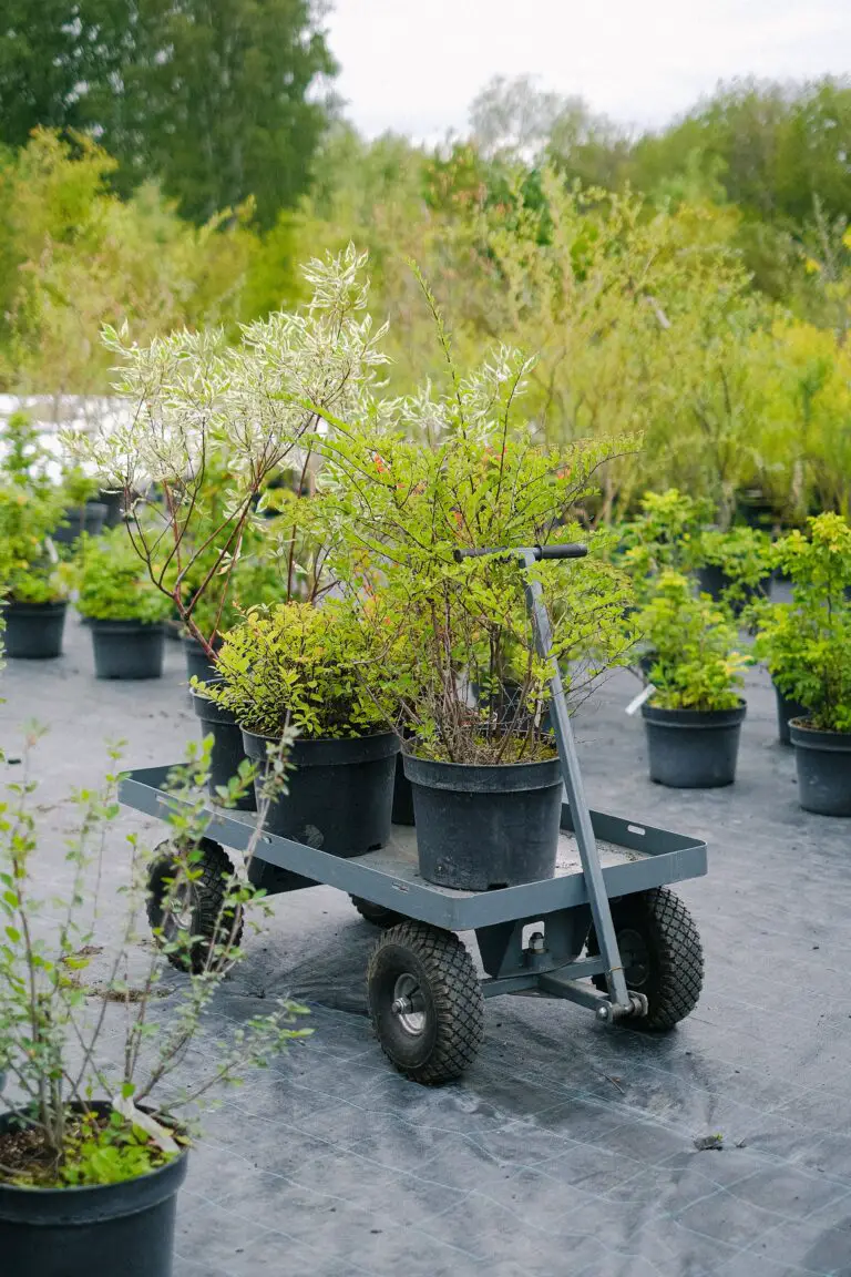 Carefully tended Crassula plants on a gardener's cart, embodying meticulous cultivation and Crassula types care