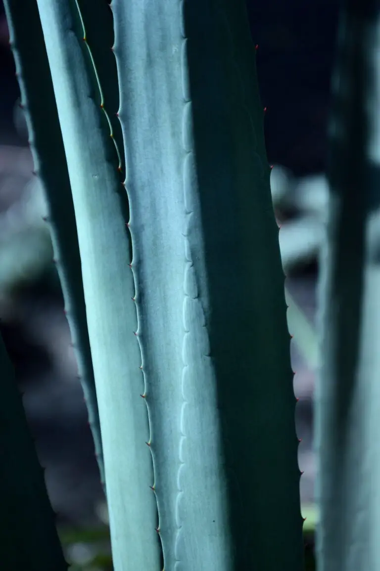 Close-Up Photo of Agave vilmoriniana