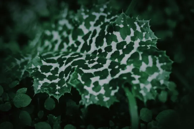 Close Up Photo of Crassula Variegated Leaf