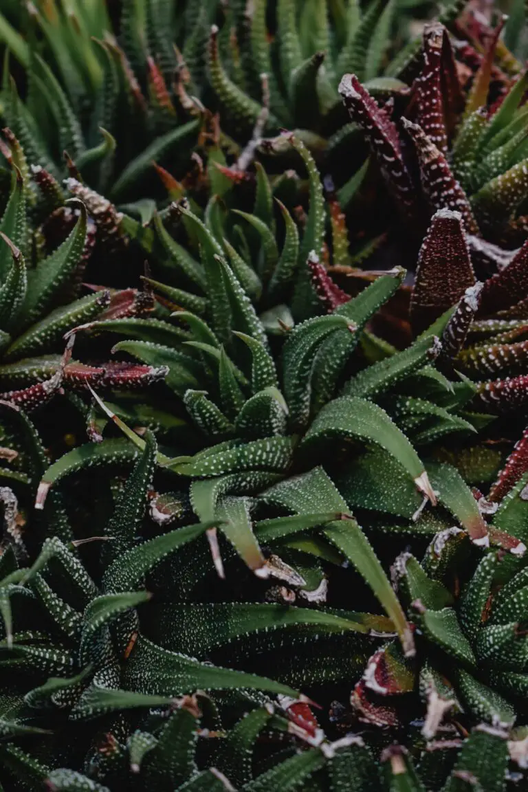 Close-Up Shot of Haworthia Gasteria Plants