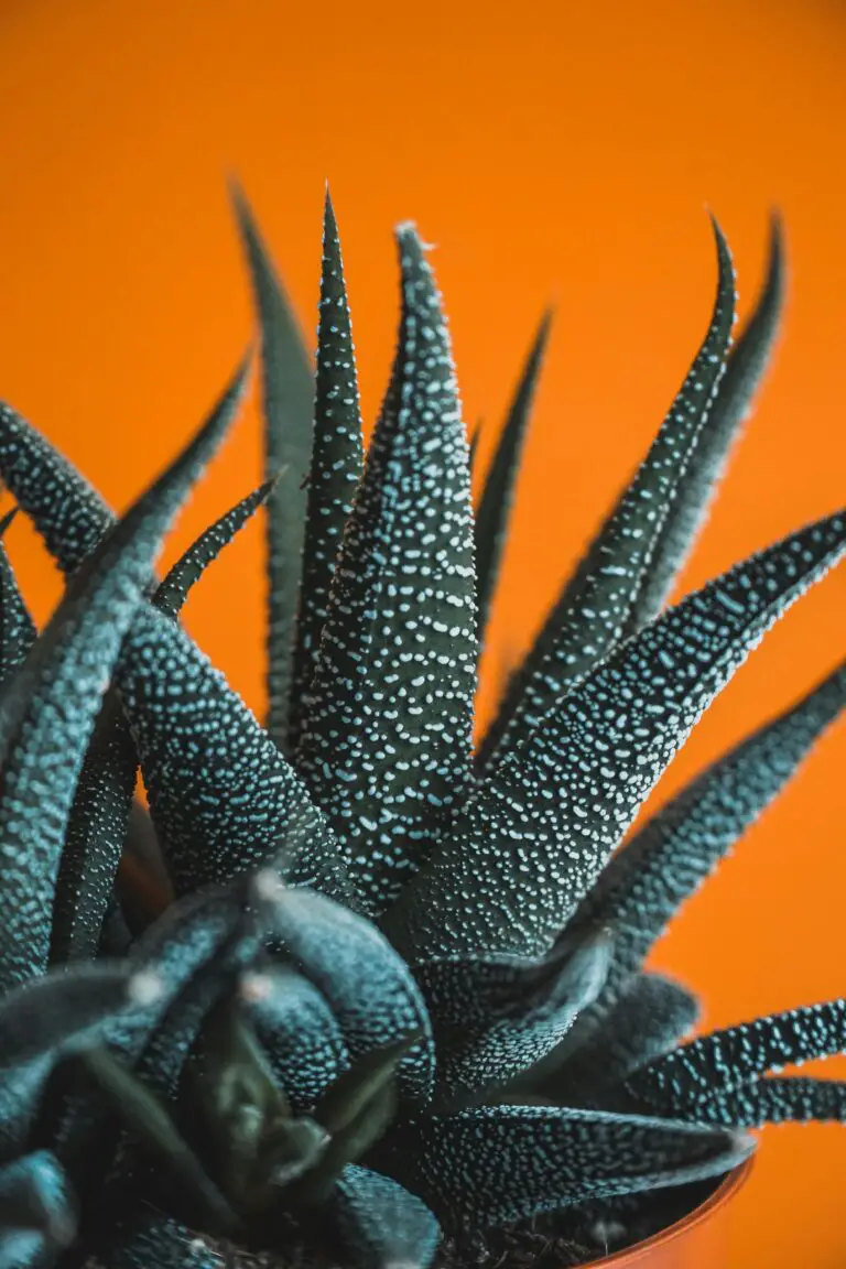 Close Up of Fasciated Haworthia Plant