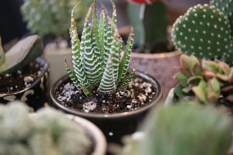 Close-up of Haworthia Cooperi Var Pilifera in its natural, well-draining soil habitat