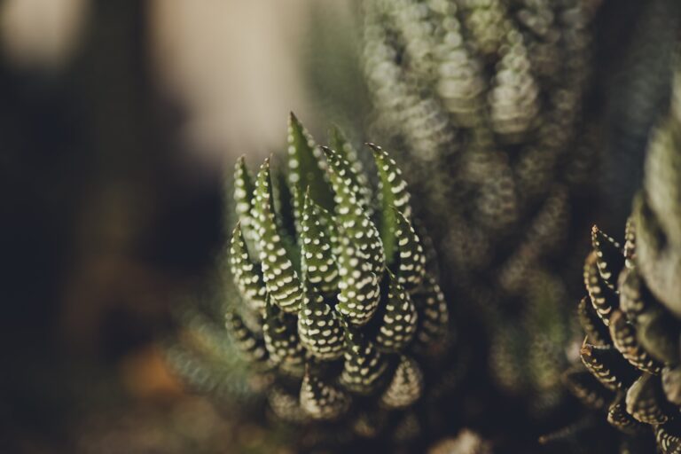 Close-up of Haworthia cuspidata Plant