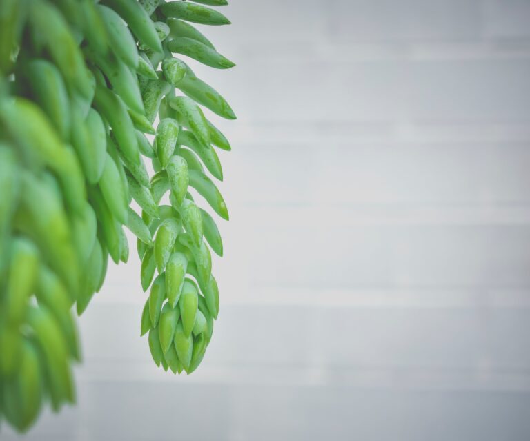 Close-up of Sedum Dazzleberry plant