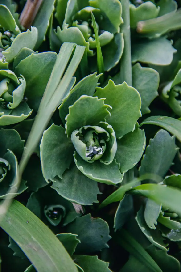 Close-up of Sedum Telephium Leaves to enhance biodiversity in gardens