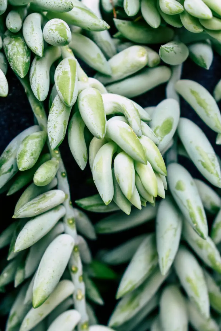 Close-up of Sedum Telephium plant showcasing its healthy green leaves and robust growth.