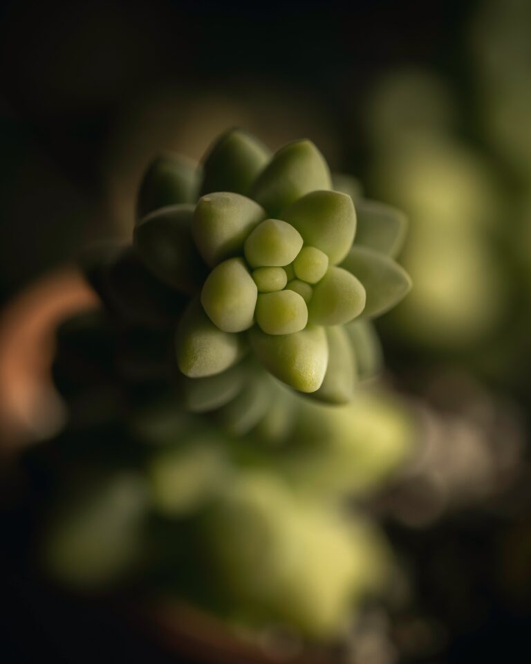 Close-up of sedum flower blooming in a greenhouse, attracting pollinators and conserving water