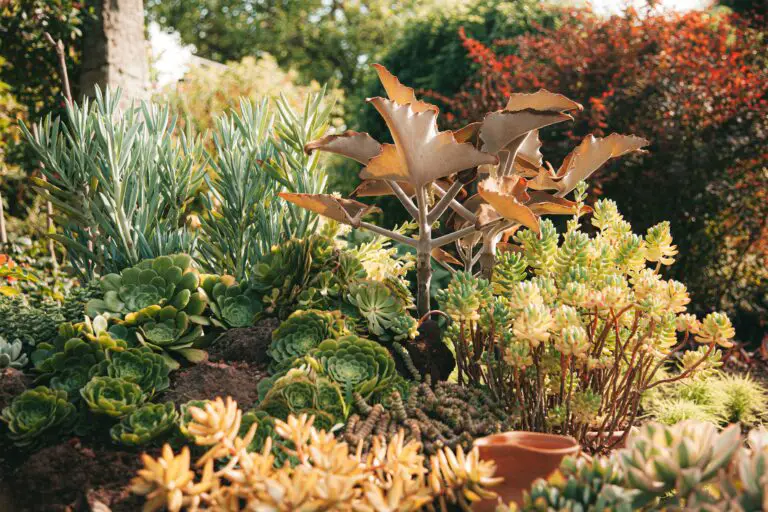 Close up of various types of sedum in a garden