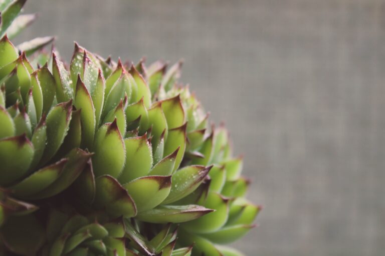 Close-up view of Sempervivum Heuffelii showcasing its thick, purple leaves