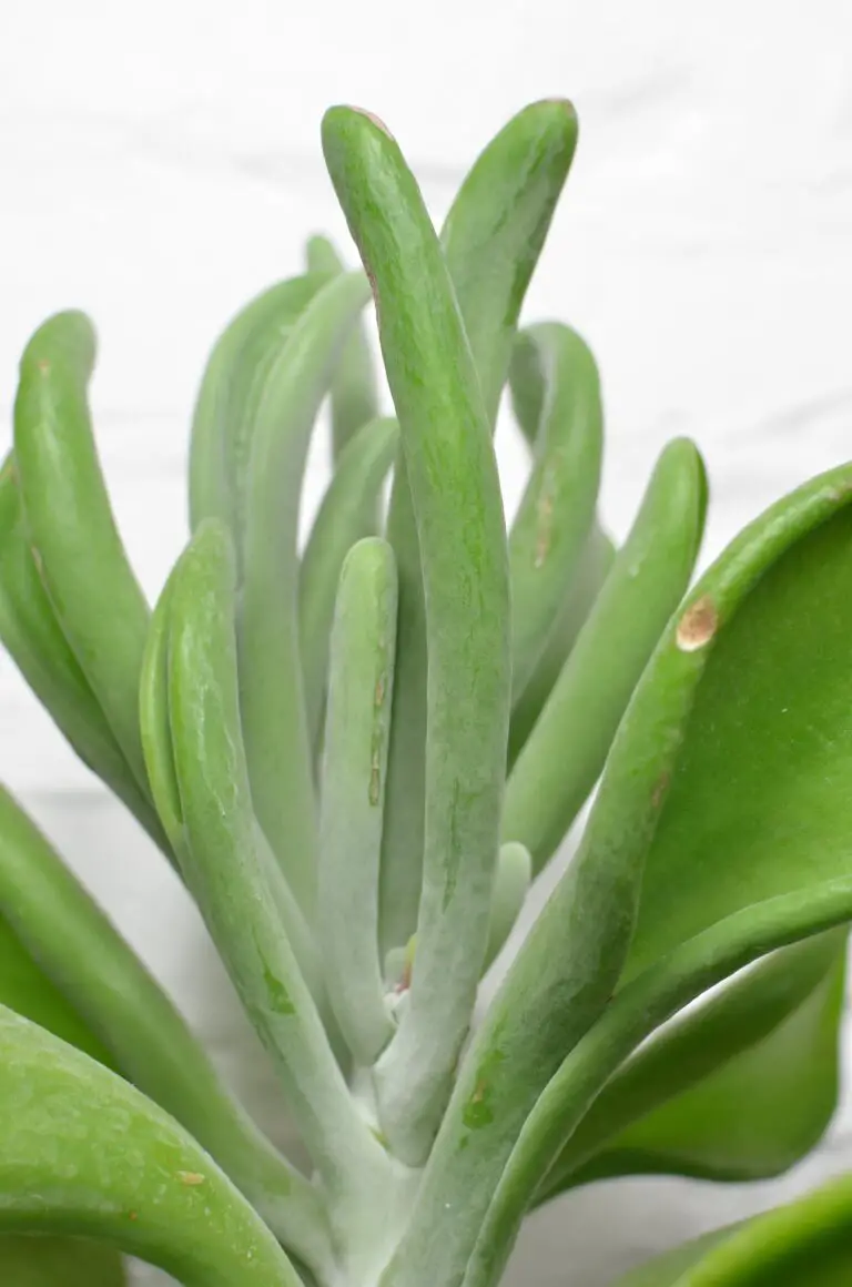 Closeup of Crassula Sarmentosa with wavy green stalks and thick foliage growing