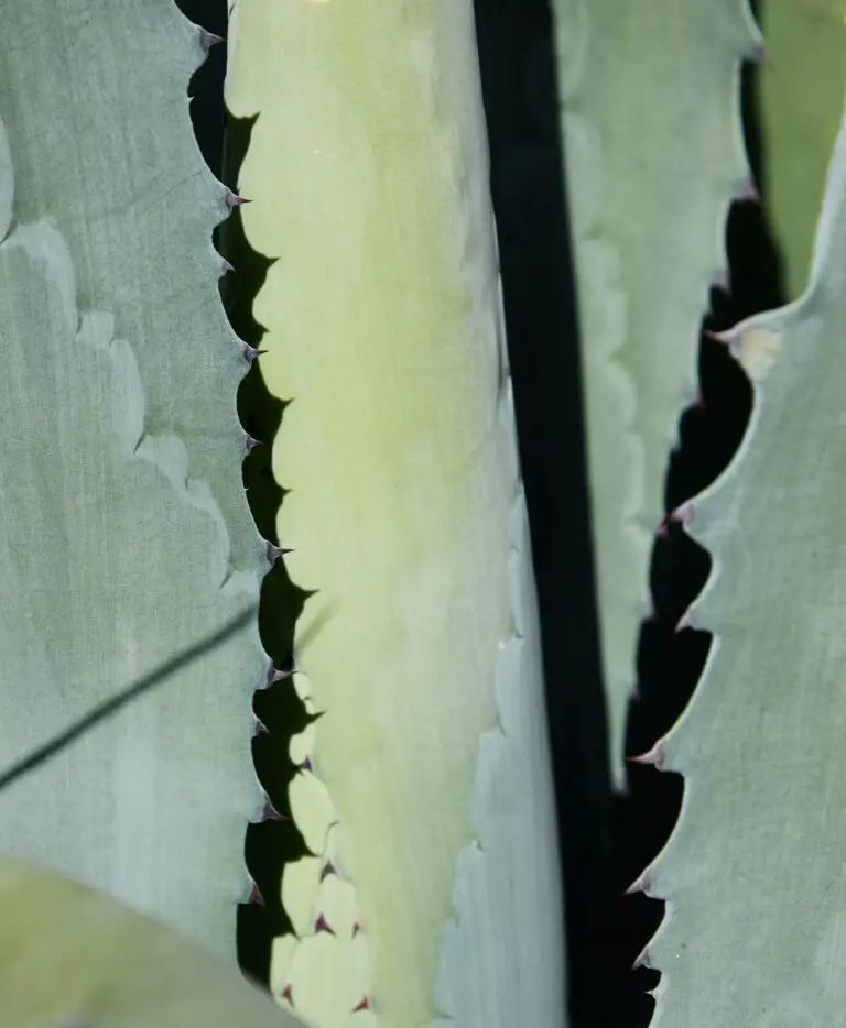 Closeup of long green leaves of Agave attenuata during propagation