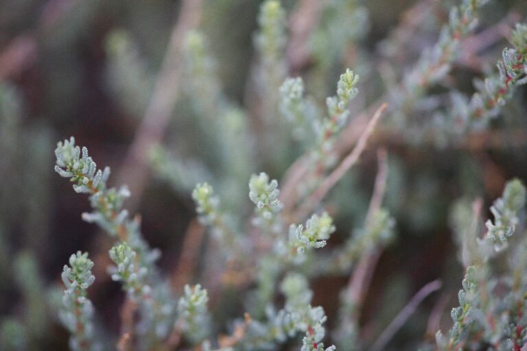 Closeup of sedum stonecrop in natural setting