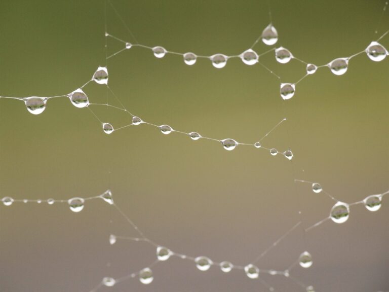 Cobweb Sempervivum: Water Droplets on Spider Web Hens and Chicks