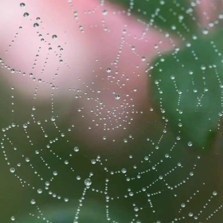 Cobweb Sempervivum with Water Droplets on Spider Web